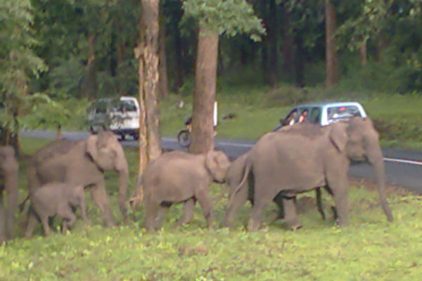 Elephants roaming in the wild